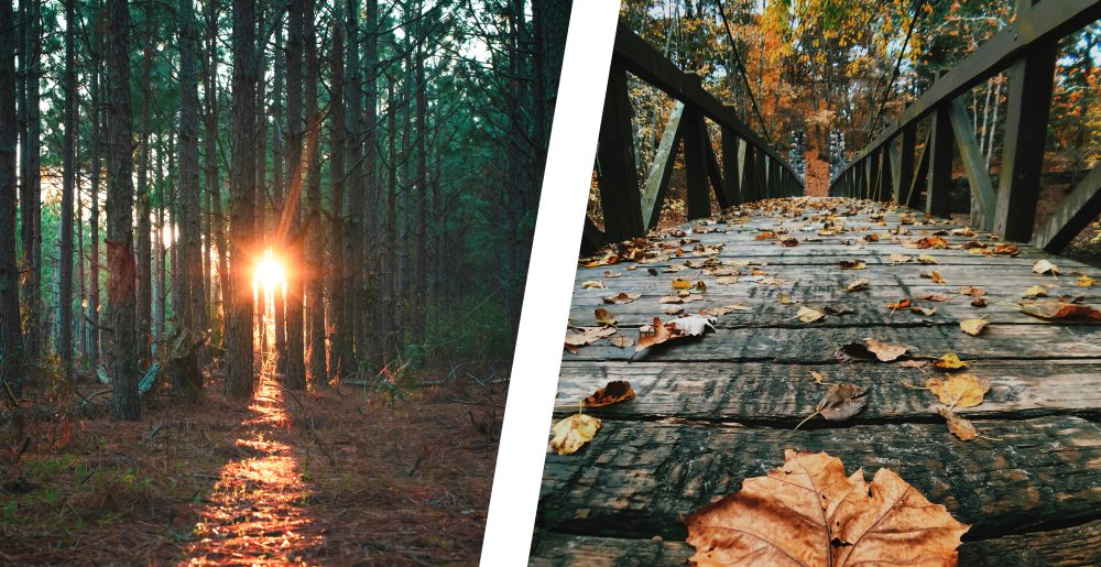 tree bridge duo landscape